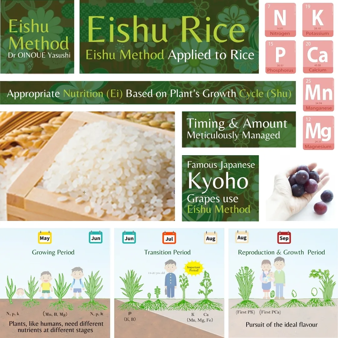 Hitomebore Super Premium Eishumai Sushi Rice 9kg - Image 3